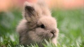 兔子的吃瓜视频,欢乐日常一幕