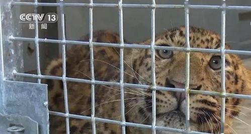 金钱豹吃瓜前线视频,揭秘野生动物的趣味生活