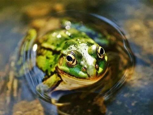 三个青蛙吃瓜的视频,欢乐时光尽展生态和谐