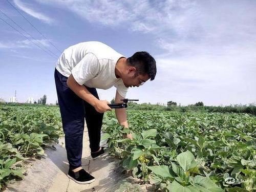 田间地头吃瓜视频,一场别开生面的吃瓜盛宴