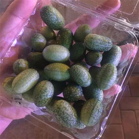 热情吃瓜视频,揭秘吃瓜群众的热情与狂欢