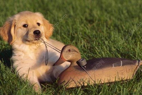 什么瓜狗狗可以吃呢视频,揭秘哪些瓜类水果狗狗可以放心享用