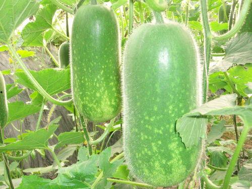 漫展揭开吃瓜视频大全,揭秘吃瓜视频大全，趣味瞬间尽收眼底