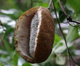 八月瓜壳怎么吃最好吃视频,视频教你轻松享美食