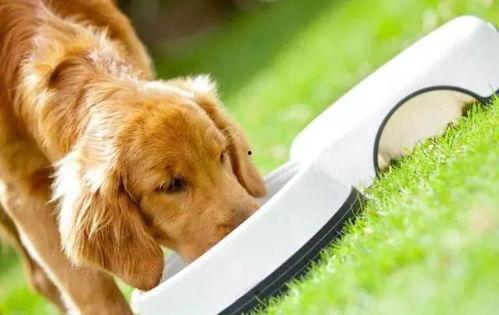 狗子吃瓜看戏视频大全,欢乐无限视频大盘点