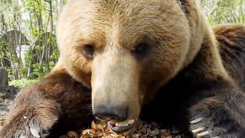 俄罗斯棕熊吃瓜视频,西瓜大餐引围观