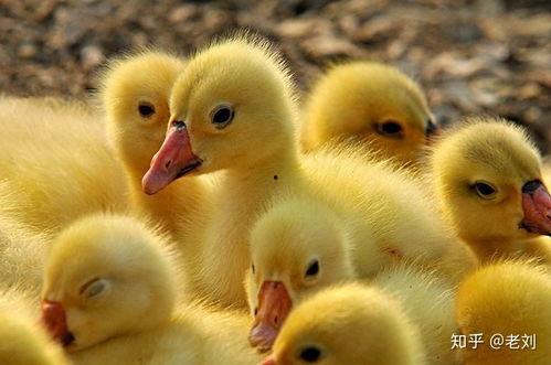 吃瓜乱跳小鹅视频下载,揭秘热门短视频背后的下载攻略