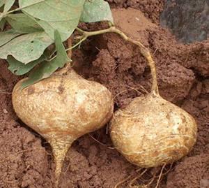 山上挖的土瓜可以吃吗视频,天然美味，挖土即食的野味探索