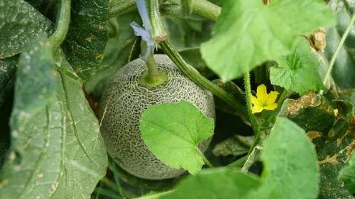 带你吃瓜上头的视频,揭秘热门视频背后的故事